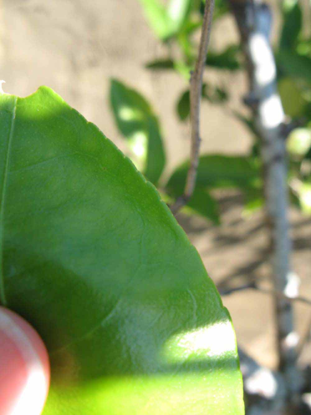              Margin (Winter Haven, FL)       